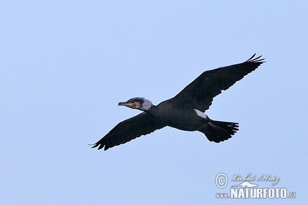 Kormorán veľký (Phalacrocorax carbo)