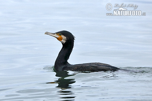 Kormorán veľký (Phalacrocorax carbo)