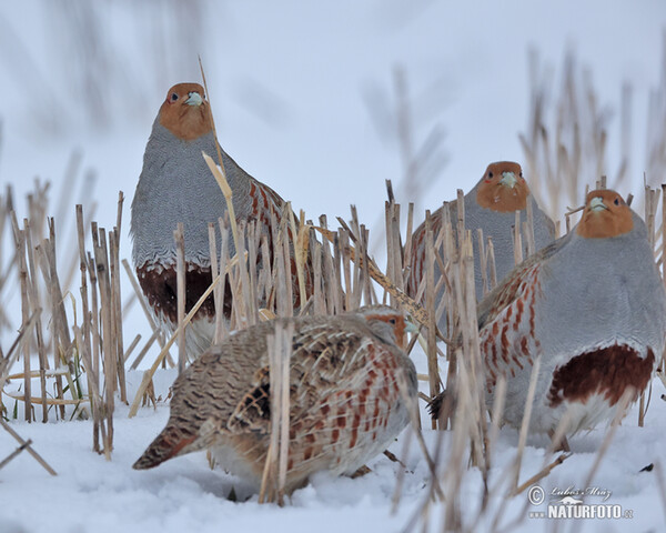 Koroptev polní (Perdix perdix)