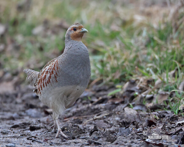 Koroptev polní (Perdix perdix)