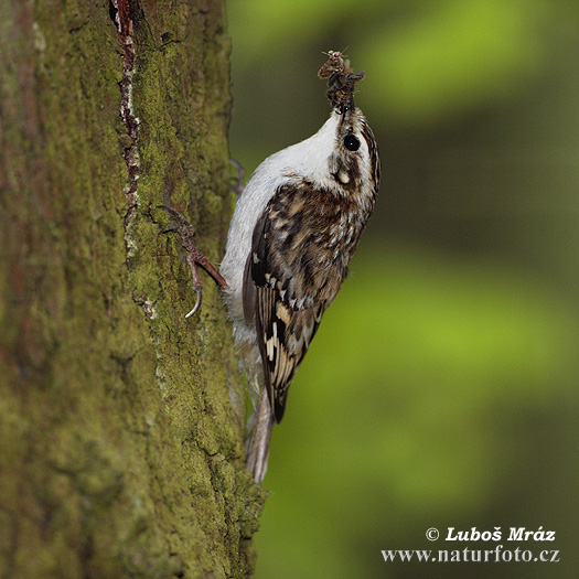 Kôrovník dlhoprstý (Certhia familiaris)