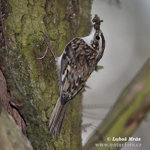 Kôrovník dlhoprstý (Certhia familiaris)