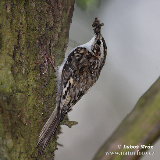 Kôrovník dlhoprstý (Certhia familiaris)