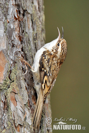 Kôrovník dlhoprstý (Certhia familiaris)