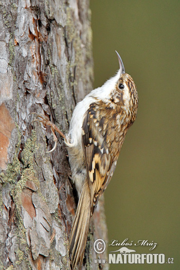 Kôrovník dlhoprstý (Certhia familiaris)