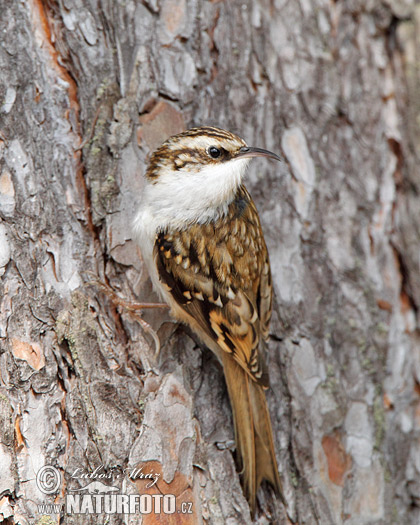 Kôrovník dlhoprstý (Certhia familiaris)