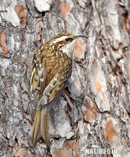 Kôrovník dlhoprstý (Certhia familiaris)