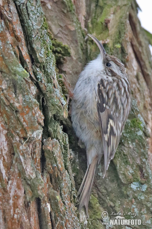 Kôrovník krátkoprstý (Certhia brachydactyla)