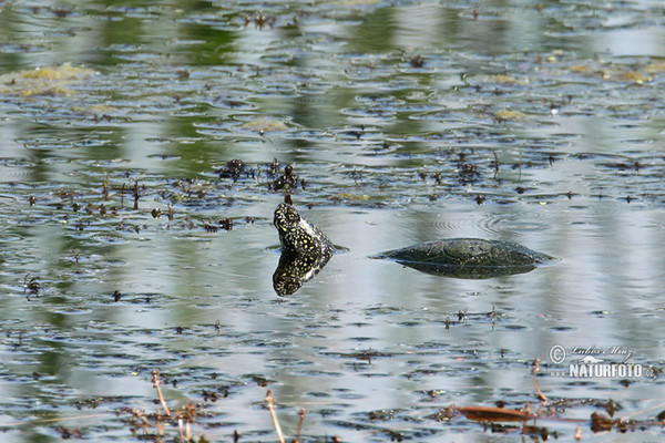 Korytnačka močiarna (Emys orbicularis)