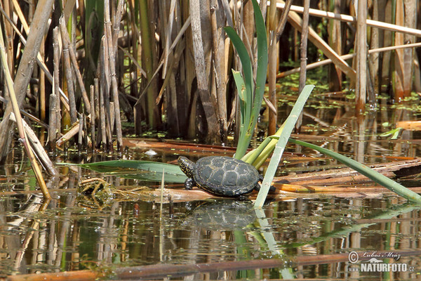 Korytnačka močiarna (Emys orbicularis)