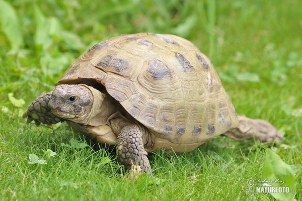 Korytnačka stepná (Testudo horsfieldii)