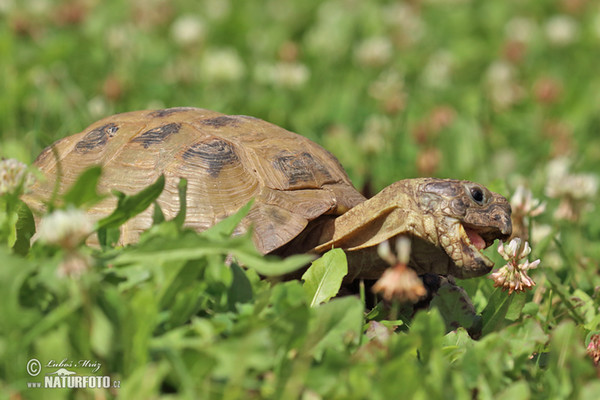 Korytnačka stepná (Testudo horsfieldii)