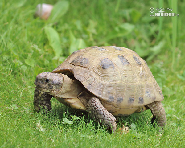 Korytnačka stepná (Testudo horsfieldii)