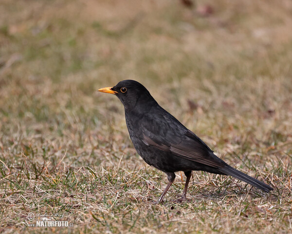 Kos černý (Turdus merula)