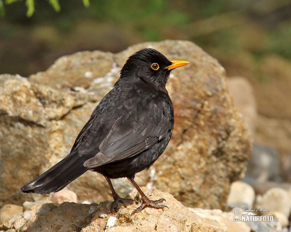 Kos černý (Turdus merula)