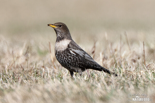 Kos horský (Turdus torquatus)