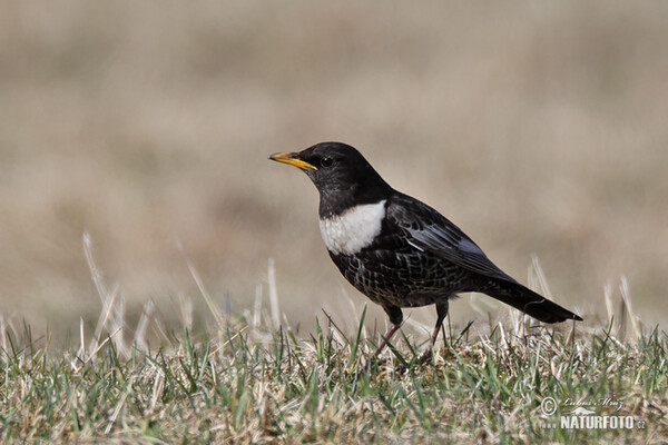 Kos horský (Turdus torquatus)