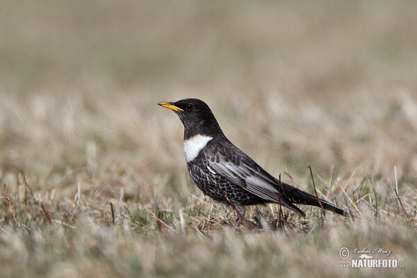 Kos horský (Turdus torquatus)