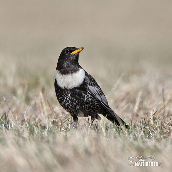 Kos horský (Turdus torquatus)