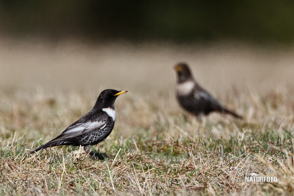 Kos horský (Turdus torquatus)