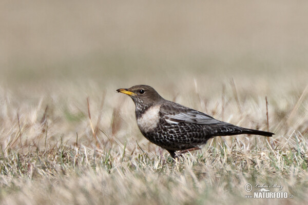 Kos horský (Turdus torquatus)