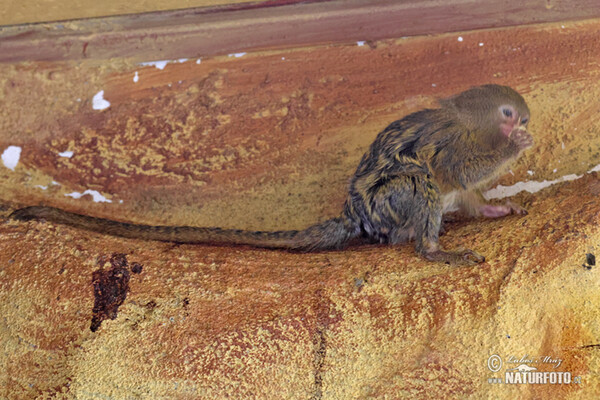 Kosman zakrslý (Cebuella pygmaea)