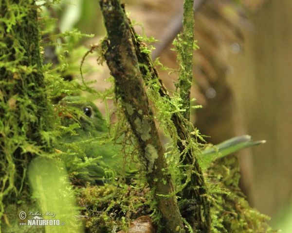 Kotinga zelenočerná (Pipreola riefferii)