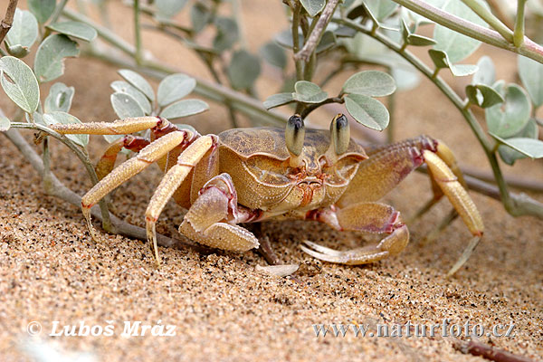 Krab (Crab sp.)