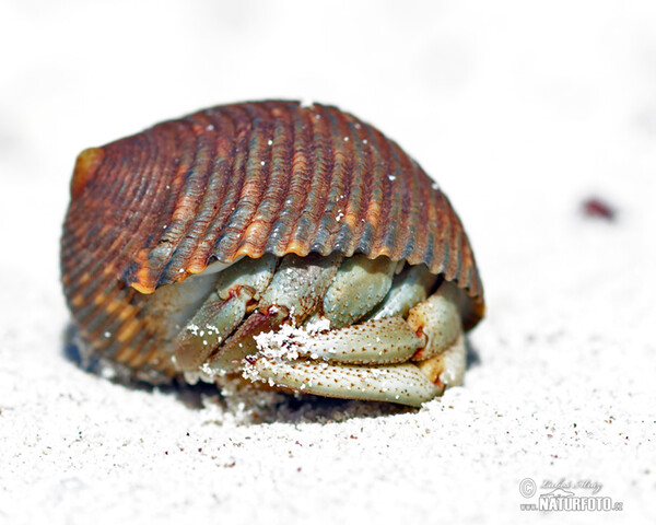 Krab poustevník (Paguroidea)