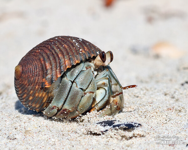 Krab poustevník (Paguroidea)