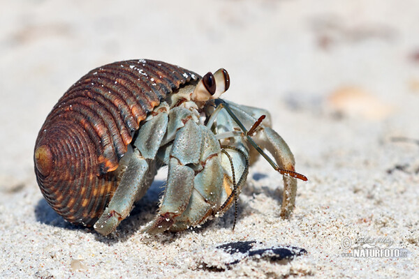 Krab poustevník (Paguroidea)