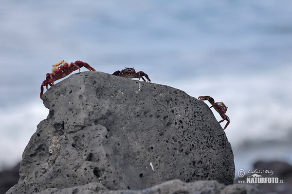 Krab světlonohý (Grapsus grapsus)