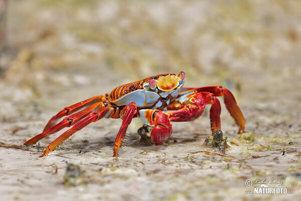 Krab světlonohý (Grapsus grapsus)