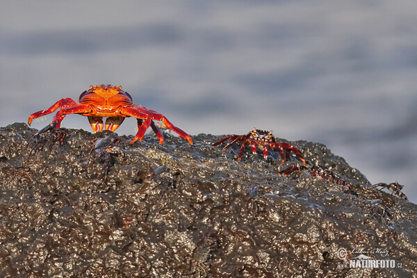 Krab světlonohý (Grapsus grapsus)