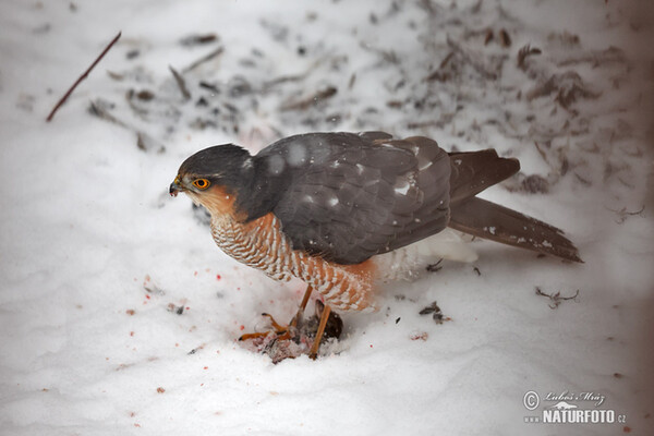 Krahujec obecný (Accipiter nisus)