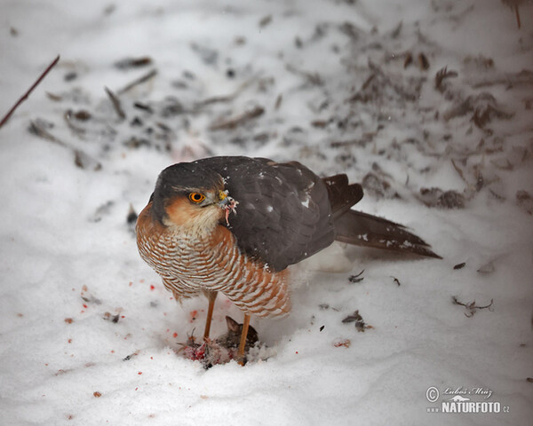 Krahujec obecný (Accipiter nisus)