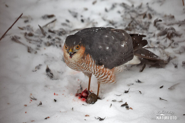 Krahujec obecný (Accipiter nisus)