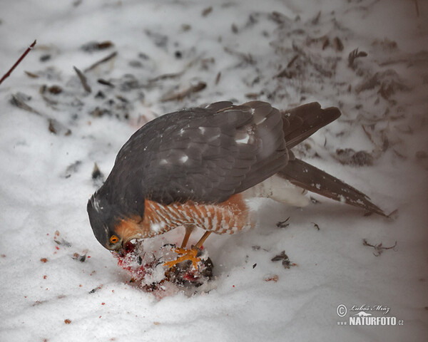 Krahujec obecný (Accipiter nisus)
