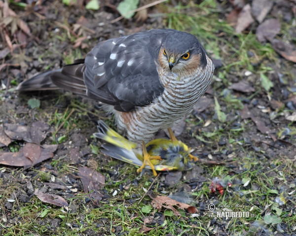 Krahujec obecný (Accipiter nisus)