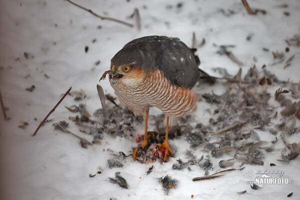 Krahujec obecný (Accipiter nisus)