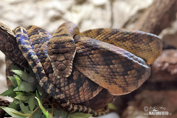 Krajta ametystová (Morelia amethistina)