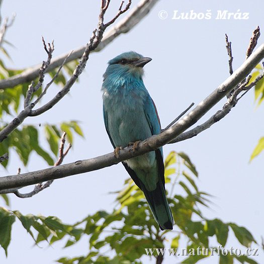 Krakľa belasá (Coracias garrulus)