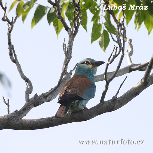 Krakľa belasá (Coracias garrulus)