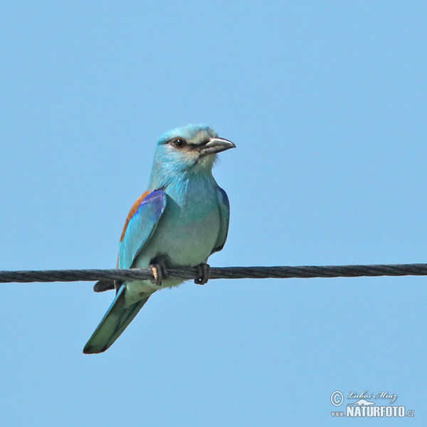 Krakľa belasá (Coracias garrulus)