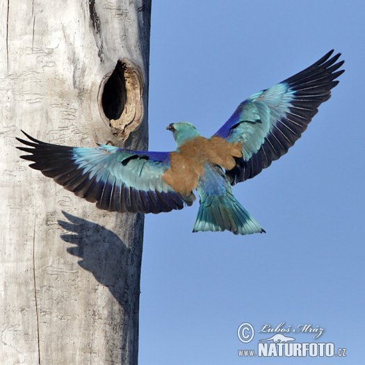 Krakľa belasá (Coracias garrulus)