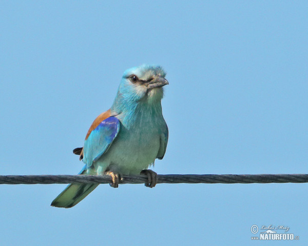 Krakľa belasá (Coracias garrulus)