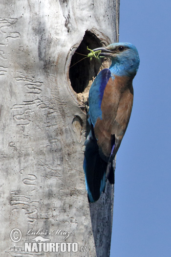 Krakľa belasá (Coracias garrulus)