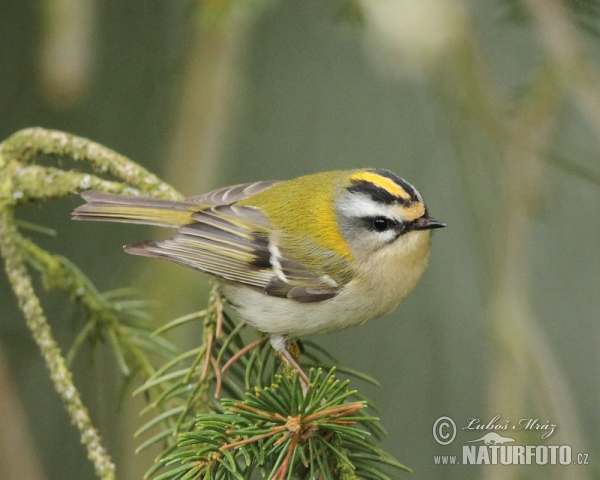 Králiček Králik ohnivohlavý (Regulus ignicapillus)