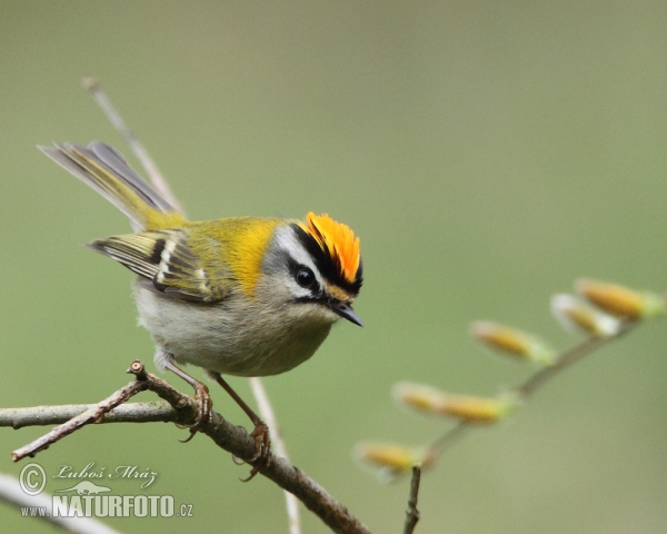 Králiček Králik ohnivohlavý (Regulus ignicapillus)