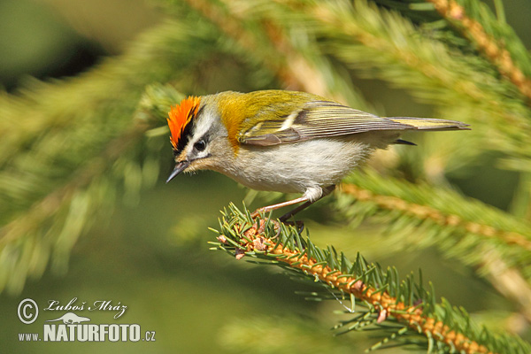 Králiček Králik ohnivohlavý (Regulus ignicapillus)